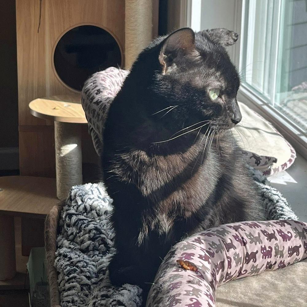 Lucio-$50-In Foster-See my video, Adoptable, Adult Male Domestic Short Hair.