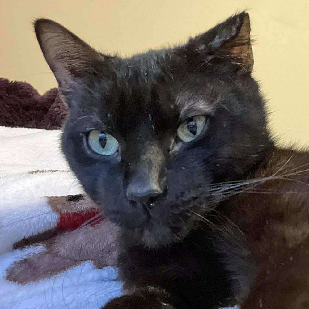 Enlarge Lucio-$50-In Foster-See my video, a Adoptable Domestic Short Hair in Springfield, MA image 2/4