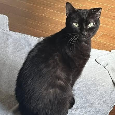 Enlarge Lucio-$50-In Foster-See my video, a Adoptable Domestic Short Hair in Springfield, MA image 3/4