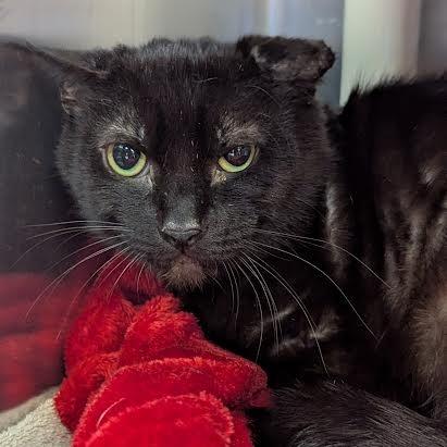 Enlarge Lucio-$50-In Foster-See my video, a Adoptable Domestic Short Hair in Springfield, MA image 4/4