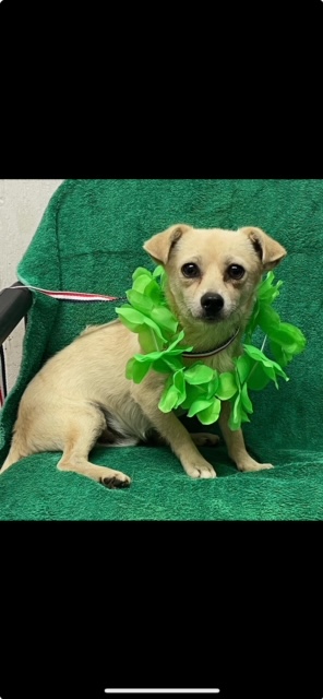 Indy, Adopted, Adult Male Mixed Breed.