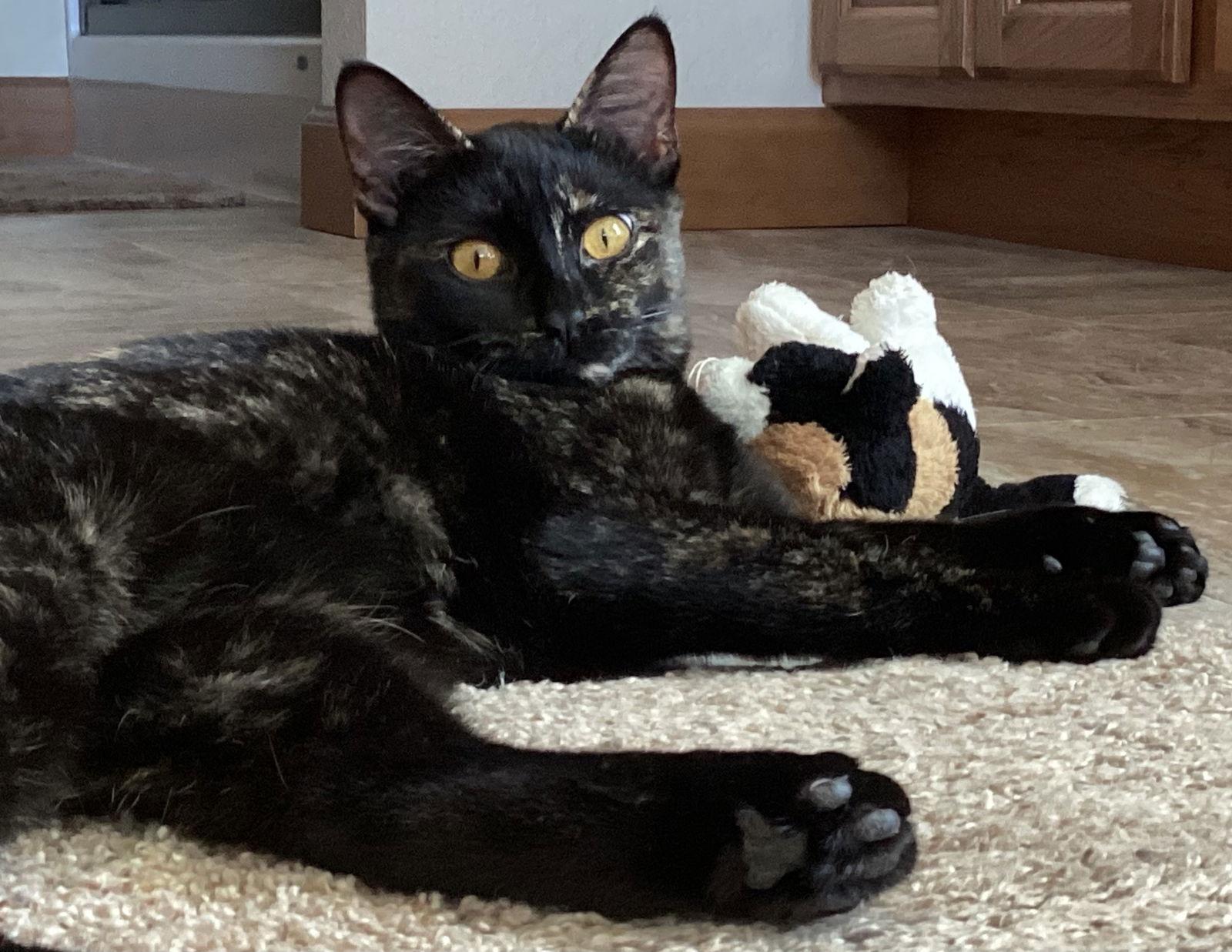 Delta, Adopted, Young Female Domestic Short Hair.