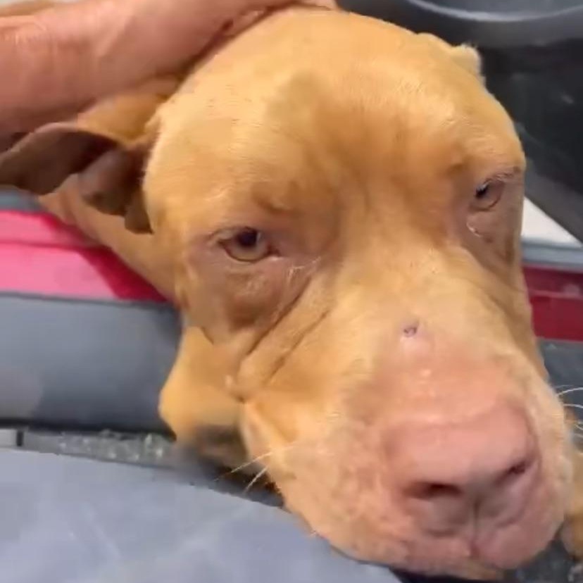 Enlarge Tail wagger champion Essa, a Adoptable mixed breed in Elgin, IL image 2/3