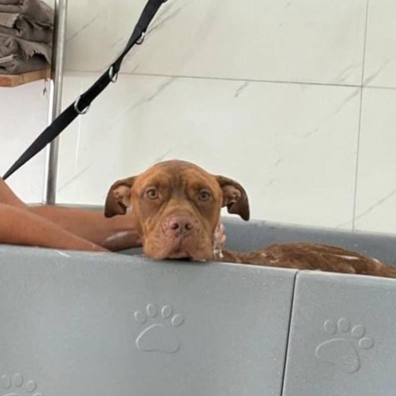 Enlarge Tail wagger champion Essa, a Adoptable mixed breed in Elgin, IL image 3/3