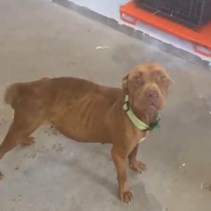 Enlarge Tail wagger champion Essa, a Adoptable mixed breed in Elgin, IL image 1/3