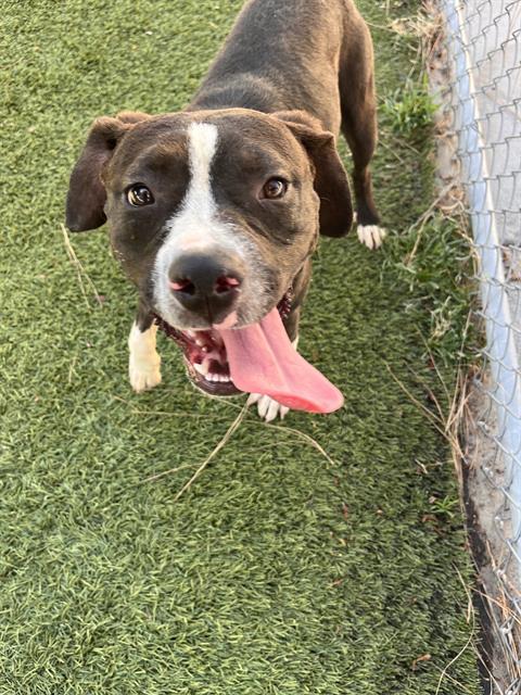 Enlarge DAISY, a Adoptable Pit Bull Terrier in Downey, CA image 1/1