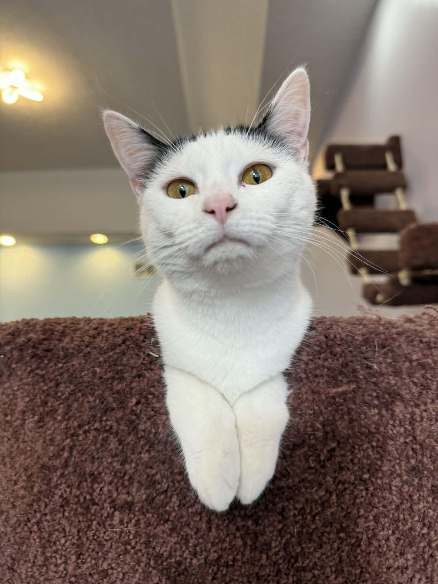 Enlarge Skullpanda (cat café), a Adoptable Domestic Short Hair in Lafayette, IN image 1/6