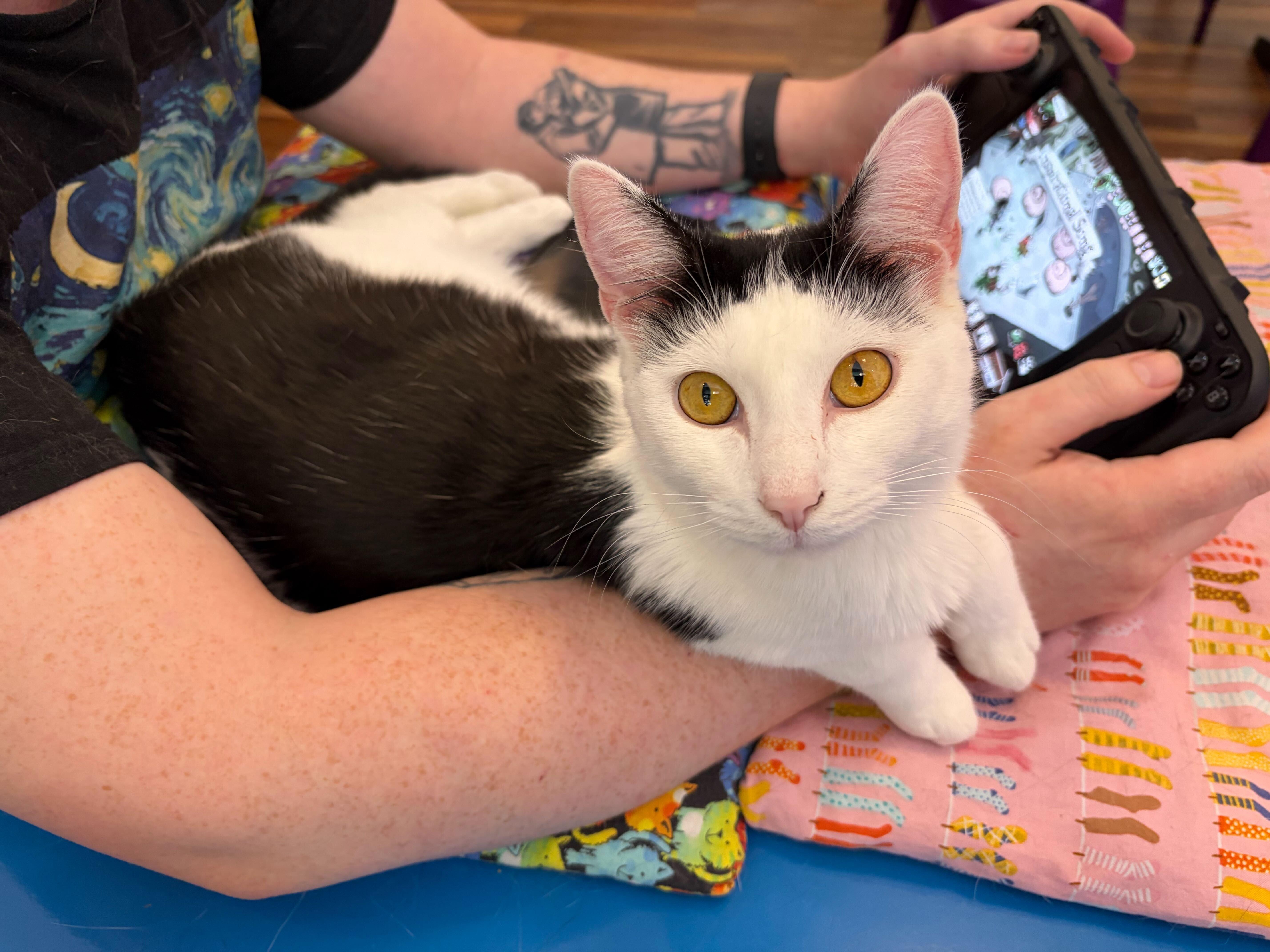 Enlarge Skullpanda (cat café), a Adoptable Domestic Short Hair in Lafayette, IN image 1/5