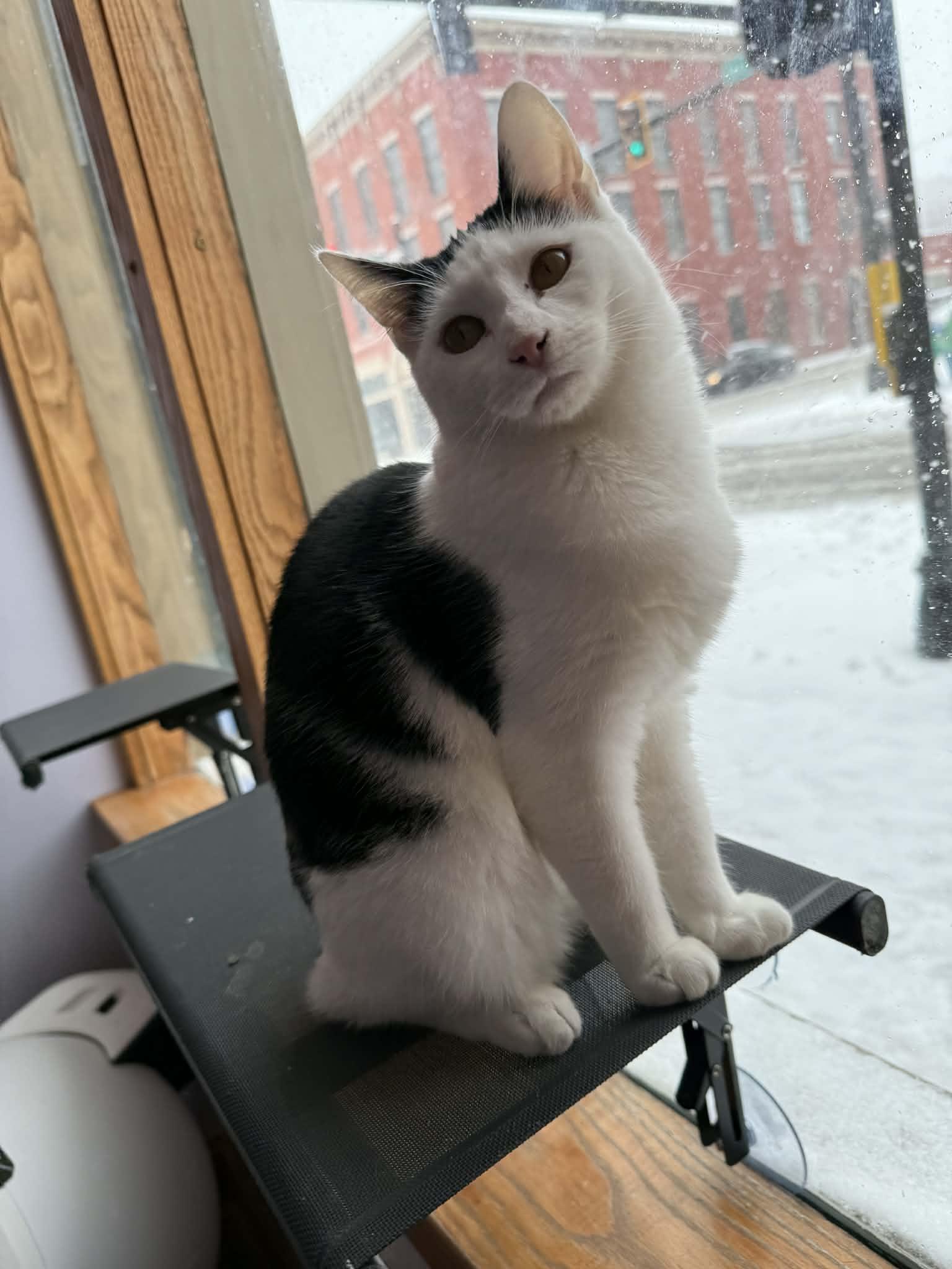 Skullpanda (cat café), Adoptable, Kitten Female Domestic Short Hair.