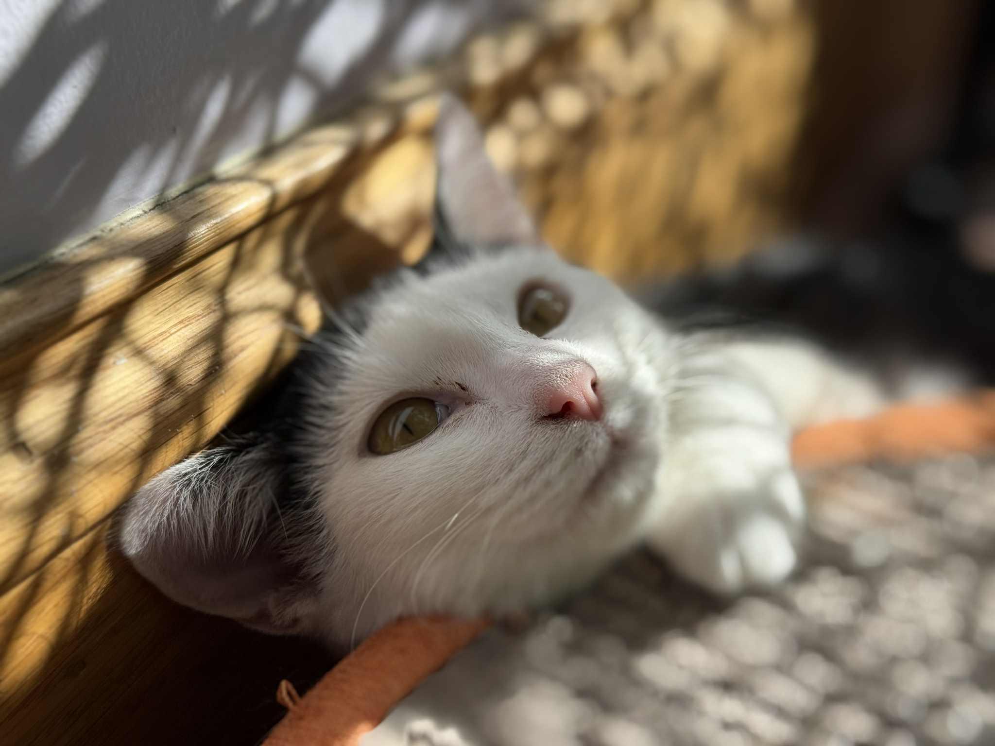 Skullpanda (cat café), a Adoptable Domestic Short Hair in Lafayette, IN image 4/6