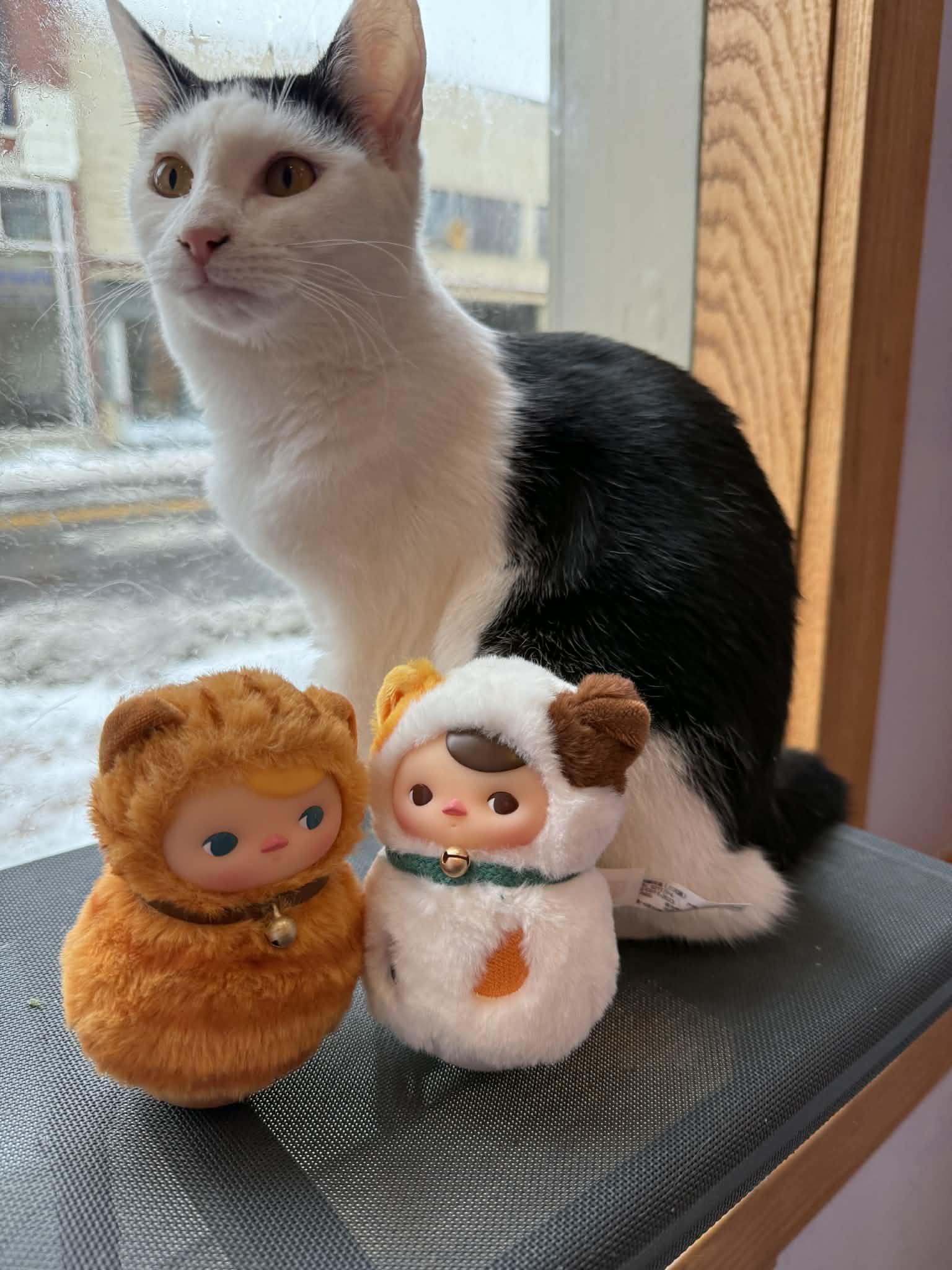 Skullpanda (cat café), a Adoptable Domestic Short Hair in Lafayette, IN image 2/6