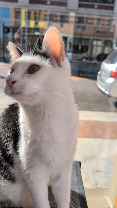 Enlarge Skullpanda (cat café), a Adoptable Domestic Short Hair in Lafayette, IN video 6/6