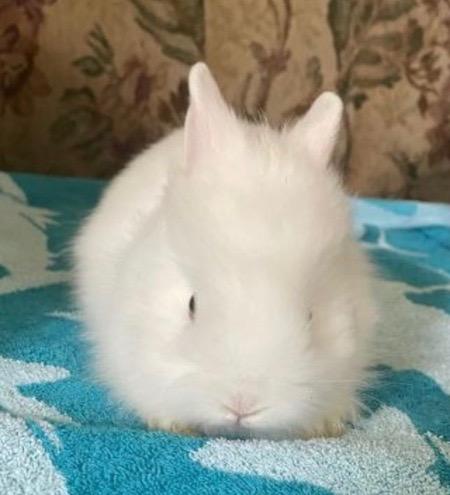 Arla, Adoptable, Baby Female Lionhead.