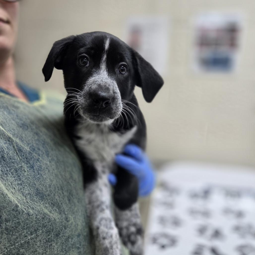 Bubbly, Adoptable, Puppy Male Border Collie & McNab.