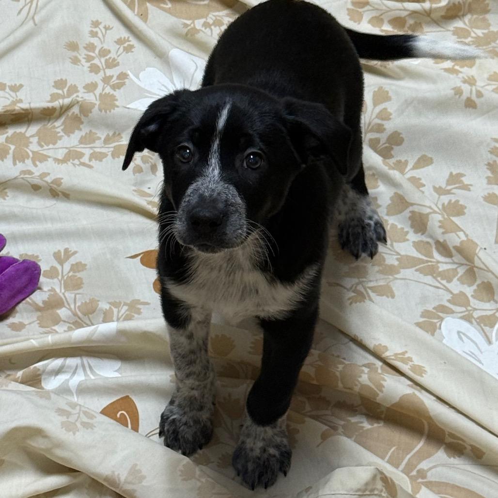 Enlarge Bubbly, a Adoptable mixed breed in Incline Village, NV image 2/2