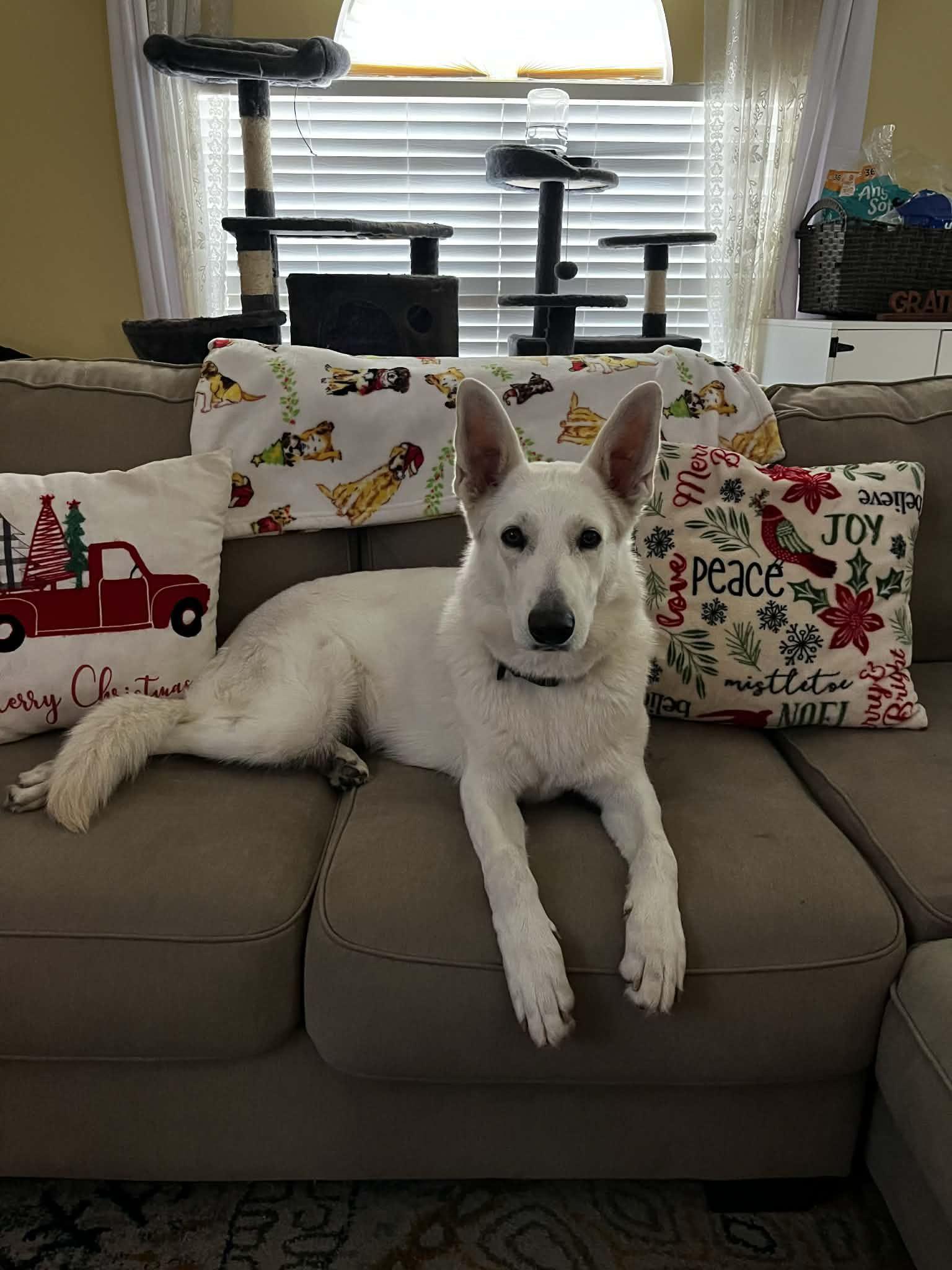 Cloud, a ADOPTABLE German Shepherd Dog in New Smyrna Beach, FL image 2/4