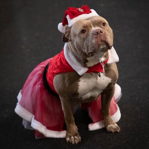 Enlarge Nala Jean, a Adoptable American Bulldog in Irwin, PA image 1/6
