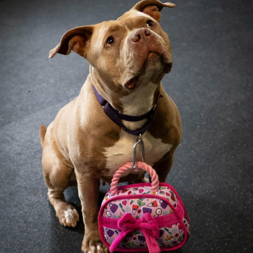 Nala Jean, Adoptable, Adult Female American Bulldog.