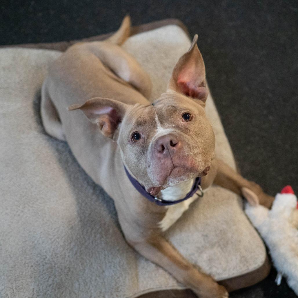 Enlarge Nala Jean, a Adoptable American Bulldog in Irwin, PA image 2/6