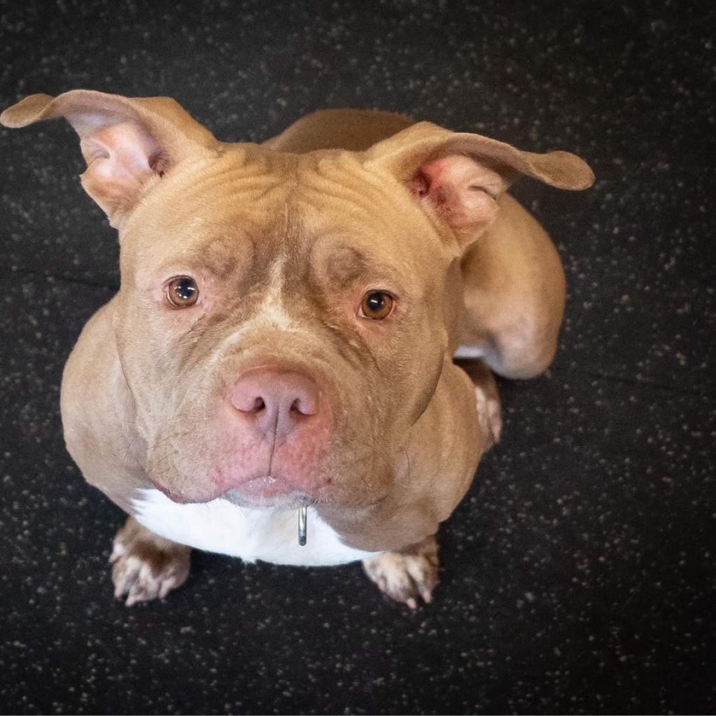 Enlarge Nala Jean, a Adoptable American Bulldog in Irwin, PA image 3/6