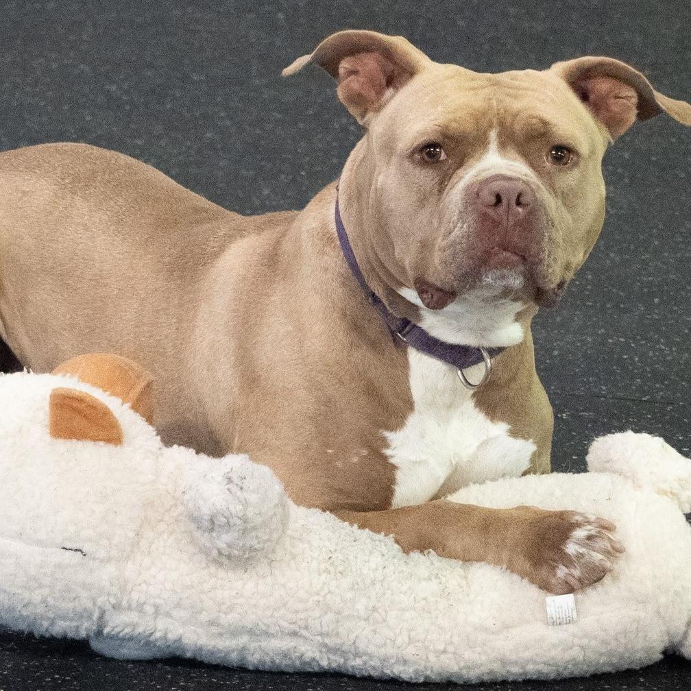 Enlarge Nala Jean, a Adoptable American Bulldog in Irwin, PA image 4/6