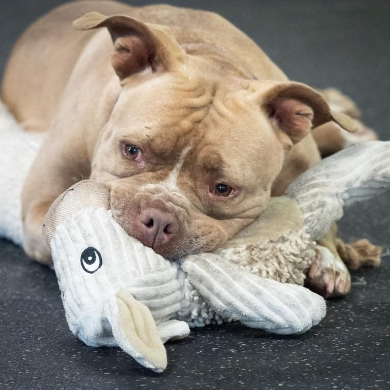 Enlarge Nala Jean, a Adoptable American Bulldog in Irwin, PA image 5/6