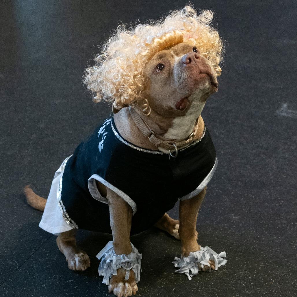 Enlarge Nala Jean, a Adoptable American Bulldog in Irwin, PA image 6/6