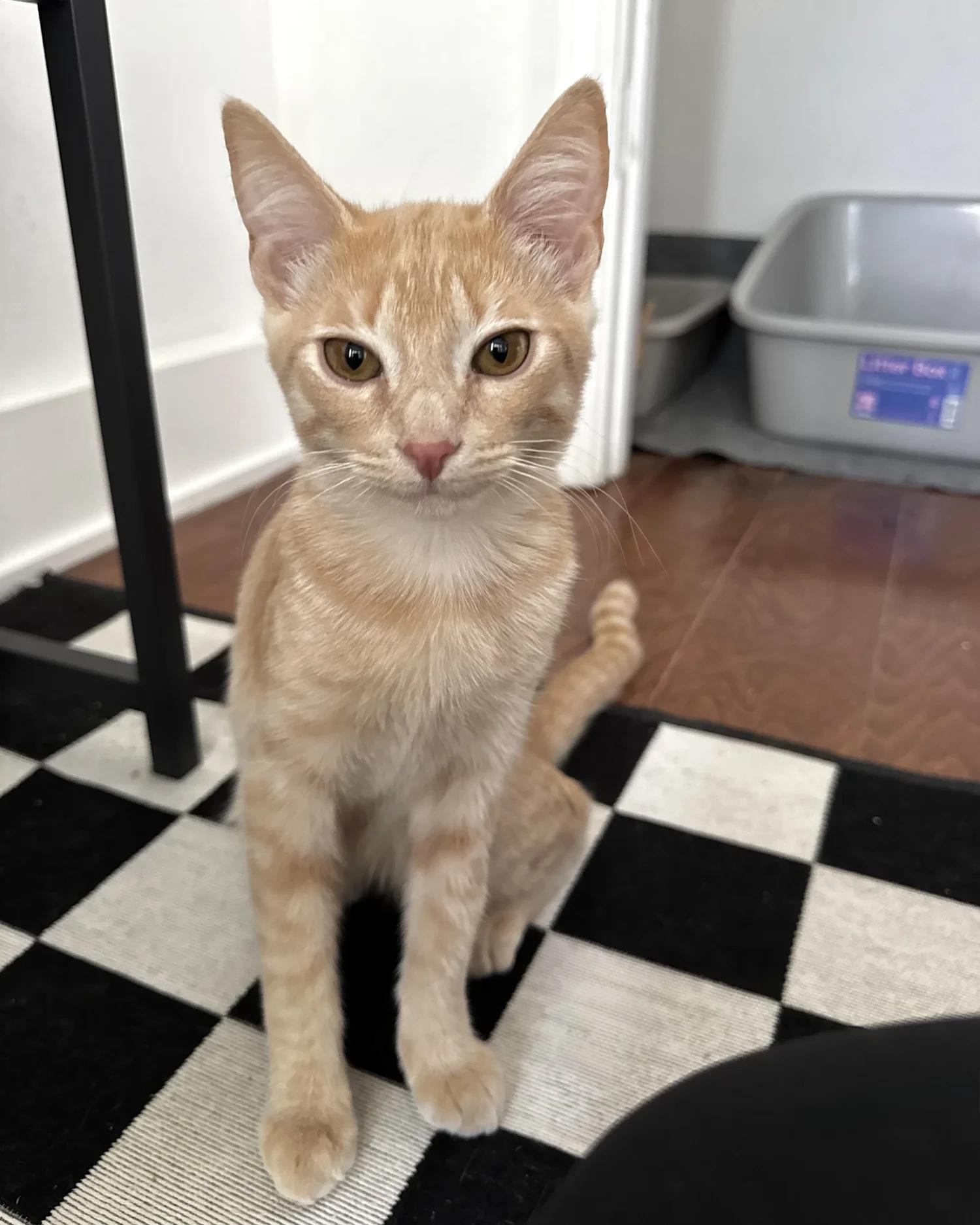 Prince, Adoptable, Young Male Domestic Short Hair.