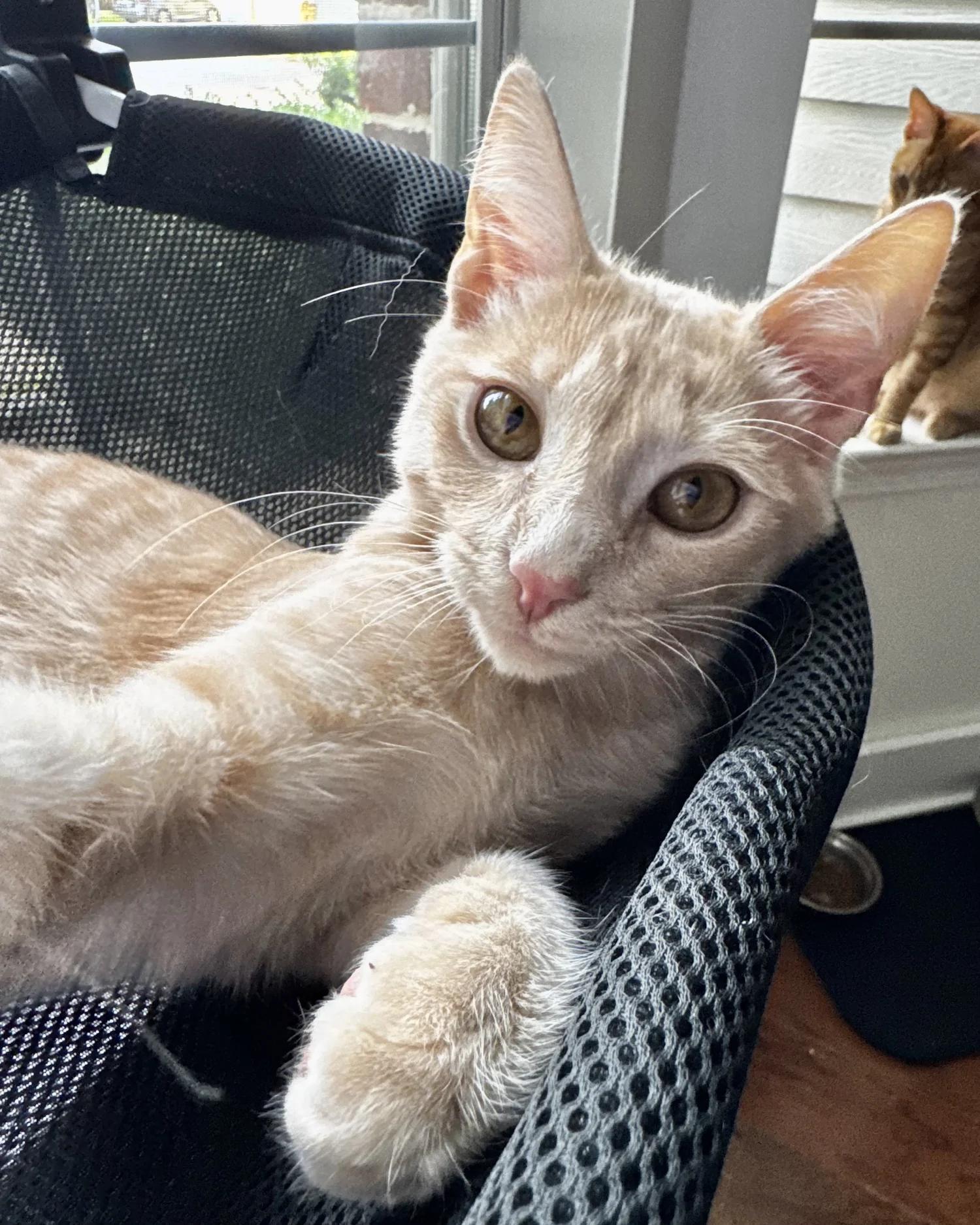 Enlarge Prince, a Adoptable Domestic Short Hair in Atlanta, GA image 2/6