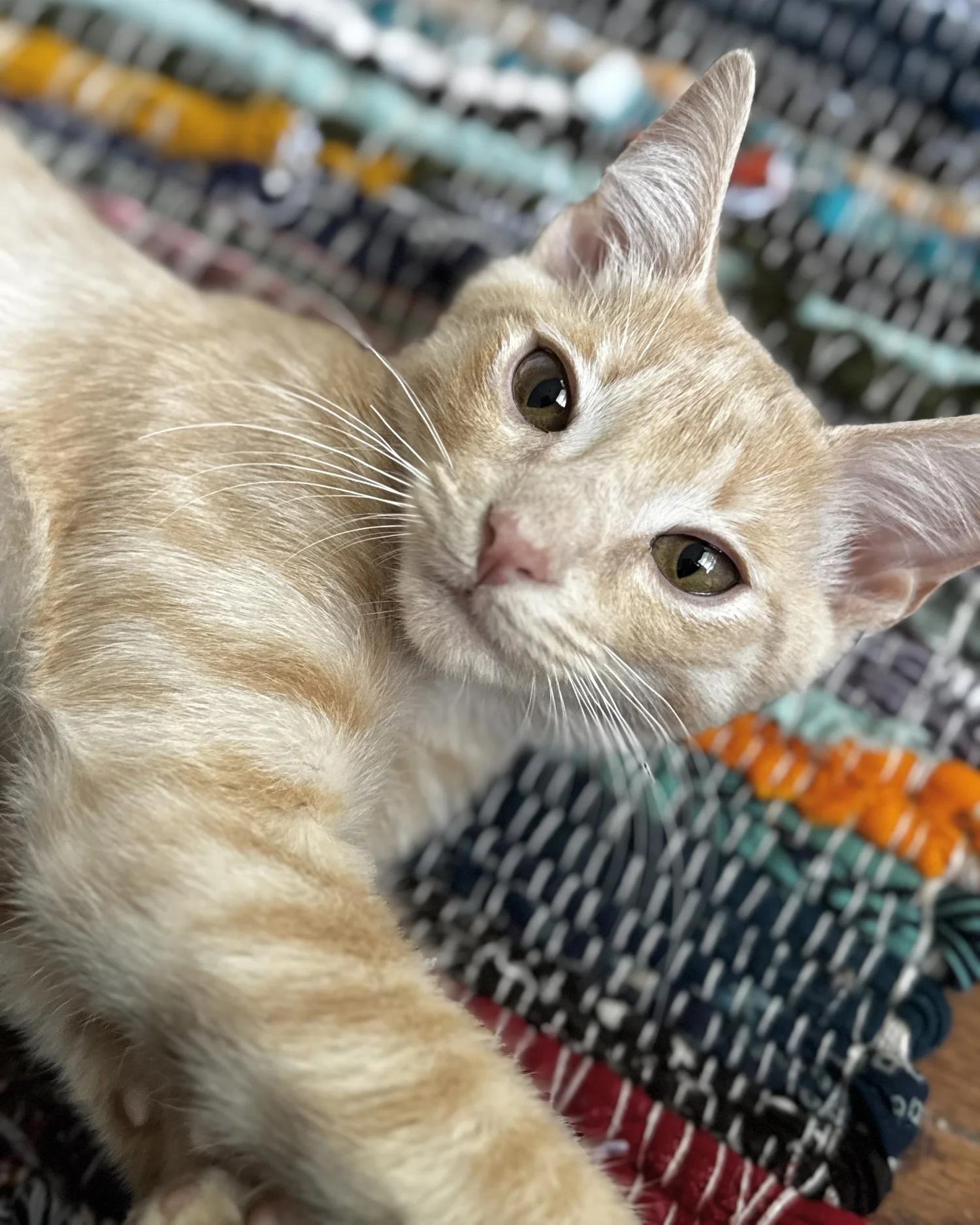 Enlarge Prince, a Adoptable Domestic Short Hair in Atlanta, GA image 3/6