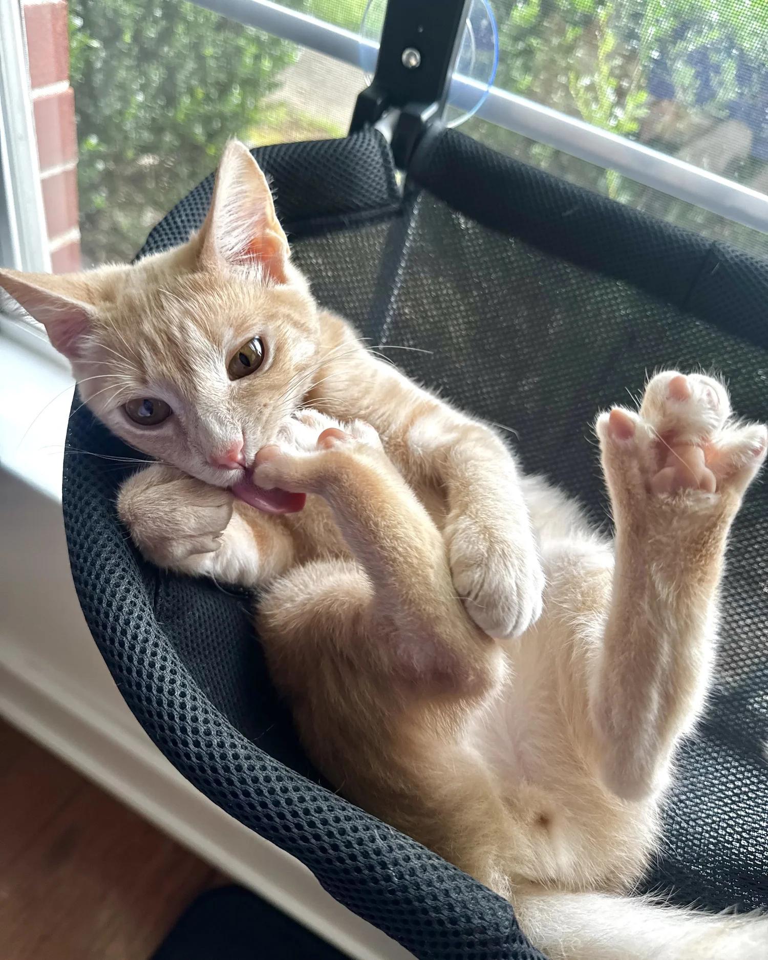 Enlarge Prince, a Adoptable Domestic Short Hair in Atlanta, GA image 4/6