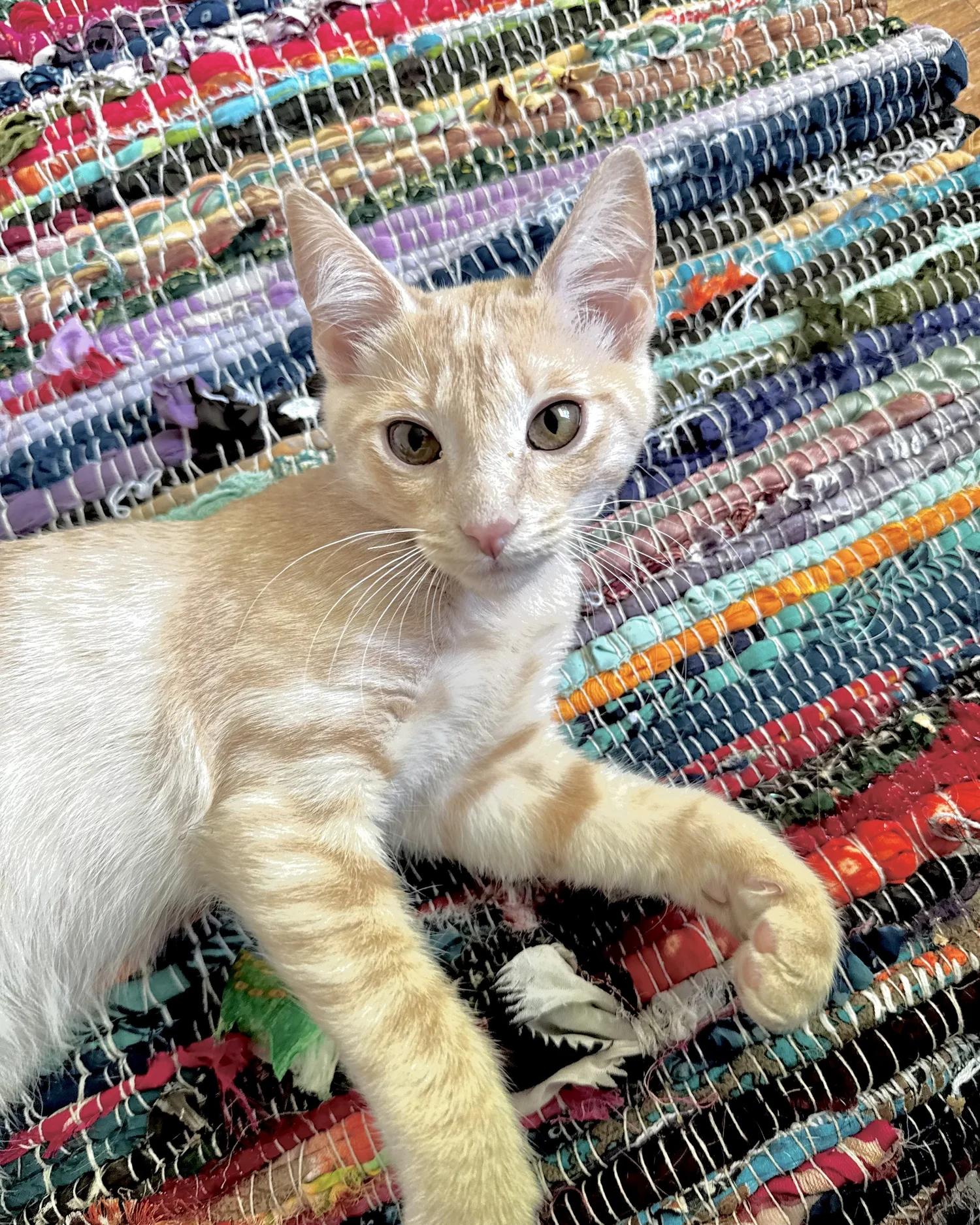 Enlarge Prince, a Adoptable Domestic Short Hair in Atlanta, GA image 5/6