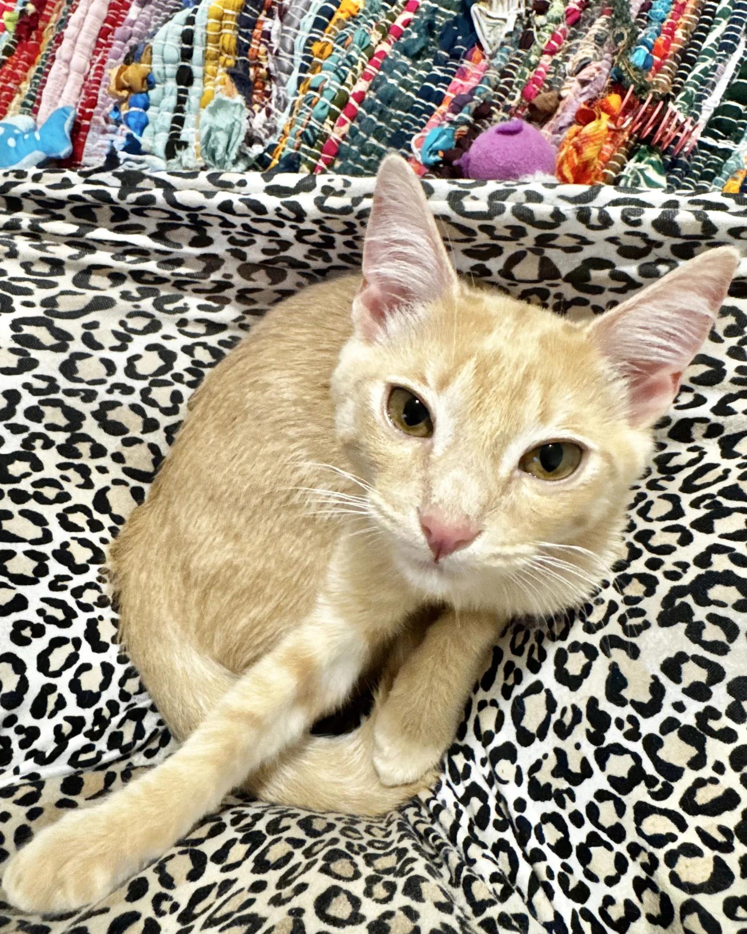 Enlarge Prince, a Adoptable Domestic Short Hair in Atlanta, GA image 6/6