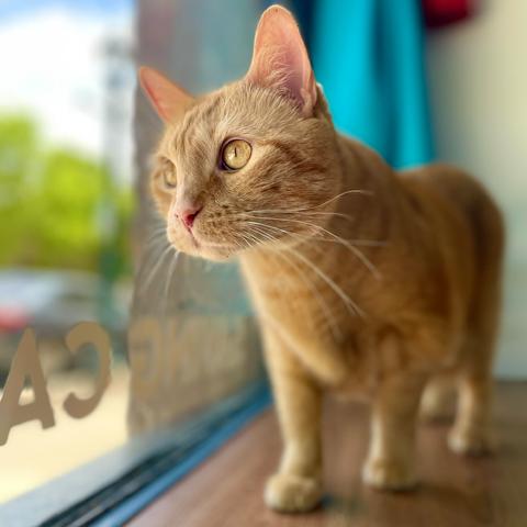 Cheddar