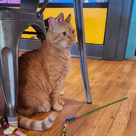 Cheddar