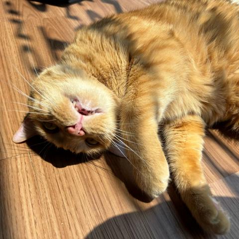 Cheddar