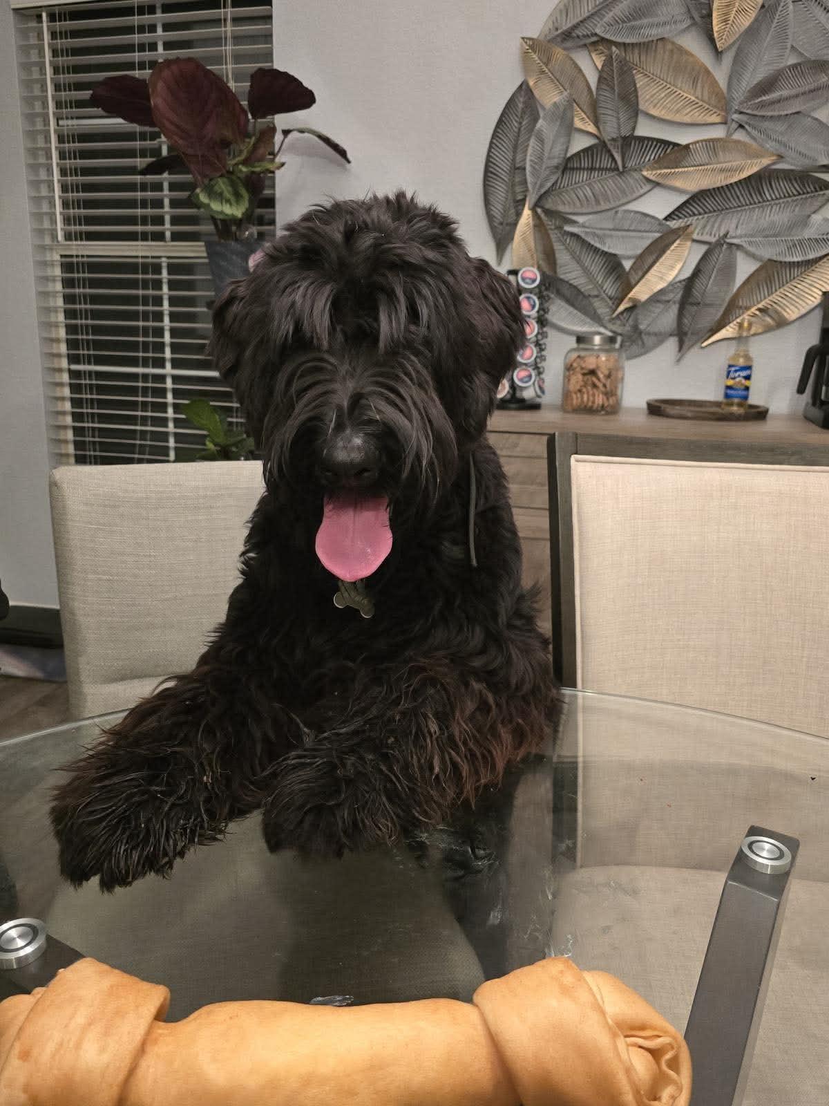 Enlarge Kuma, a Adoptable Giant Schnauzer in Escondido, CA image 1/3
