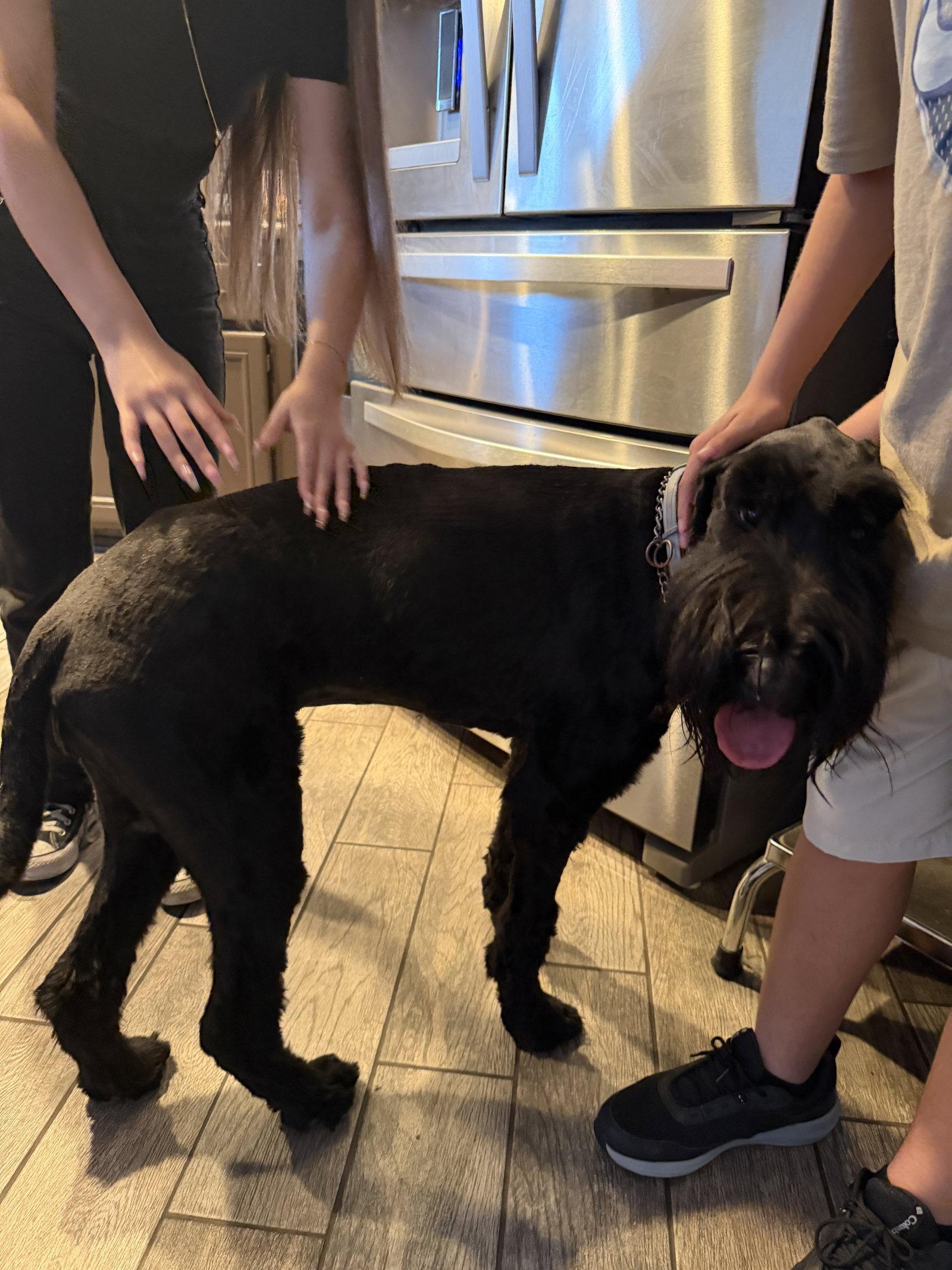 Enlarge Kuma, a Adoptable Giant Schnauzer in Escondido, CA image 2/3