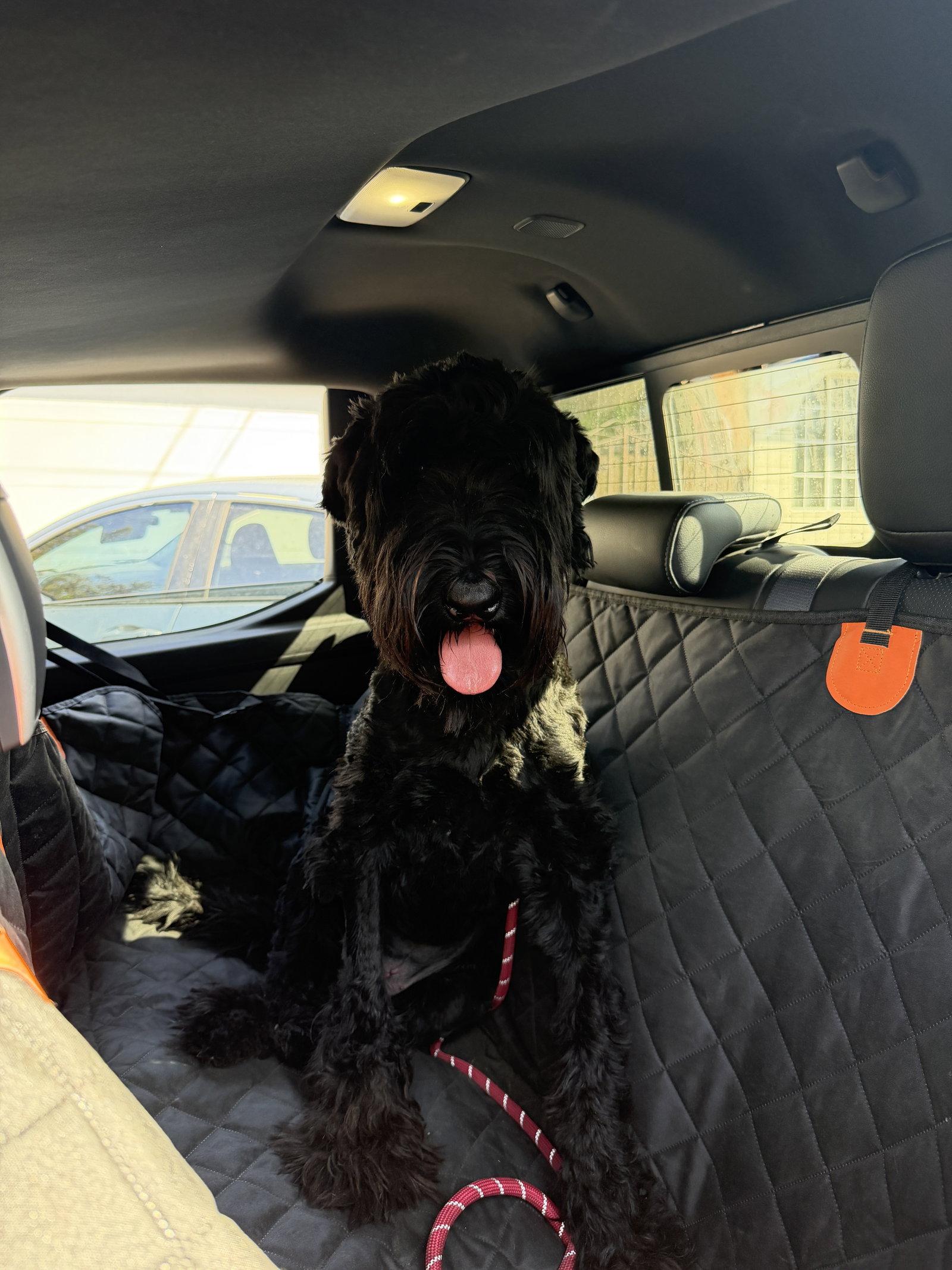 Enlarge Kuma, a Adoptable Giant Schnauzer in Escondido, CA image 3/3