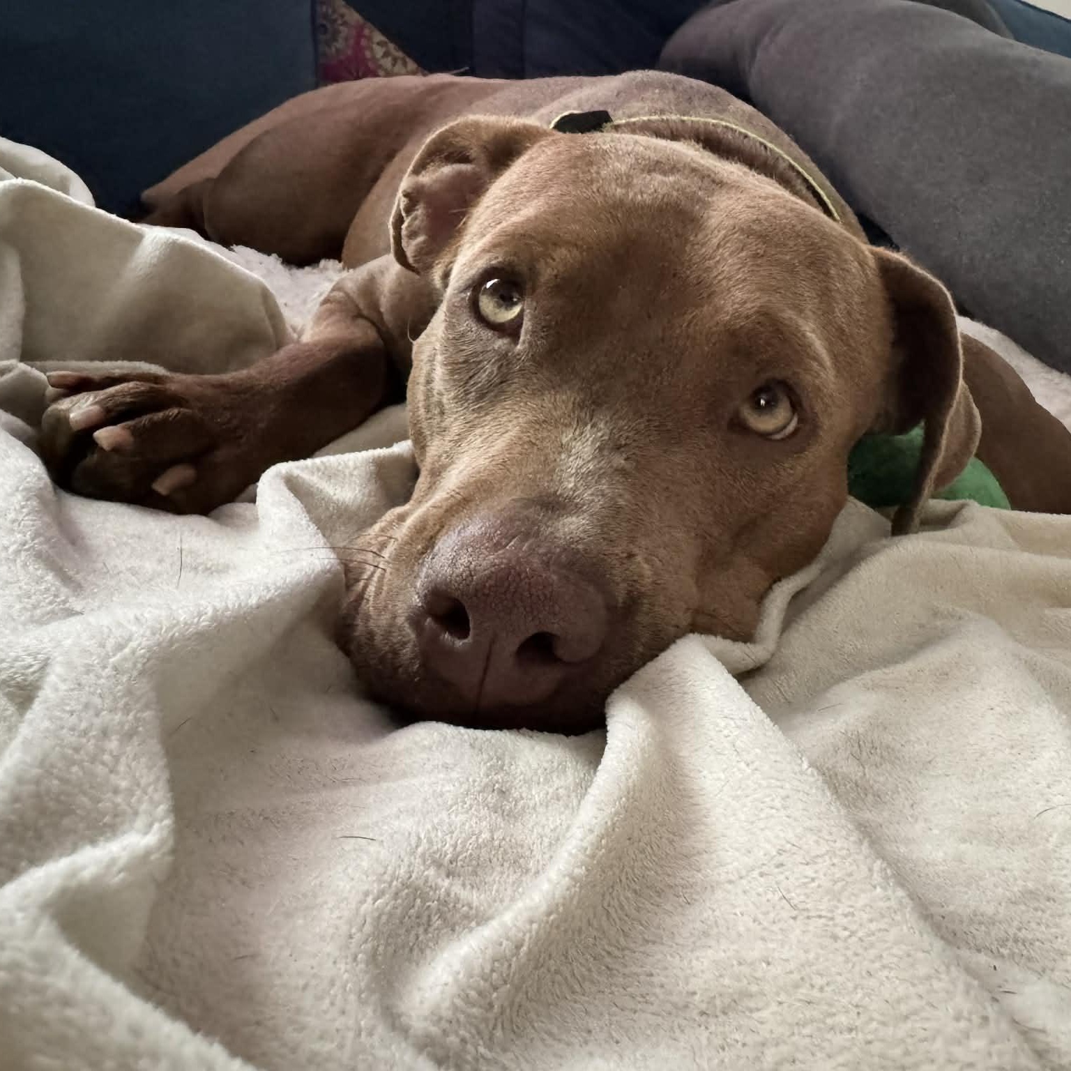 Enlarge Pumpkin, a ADOPTABLE American Bully in Thornhill, ON image 3/6