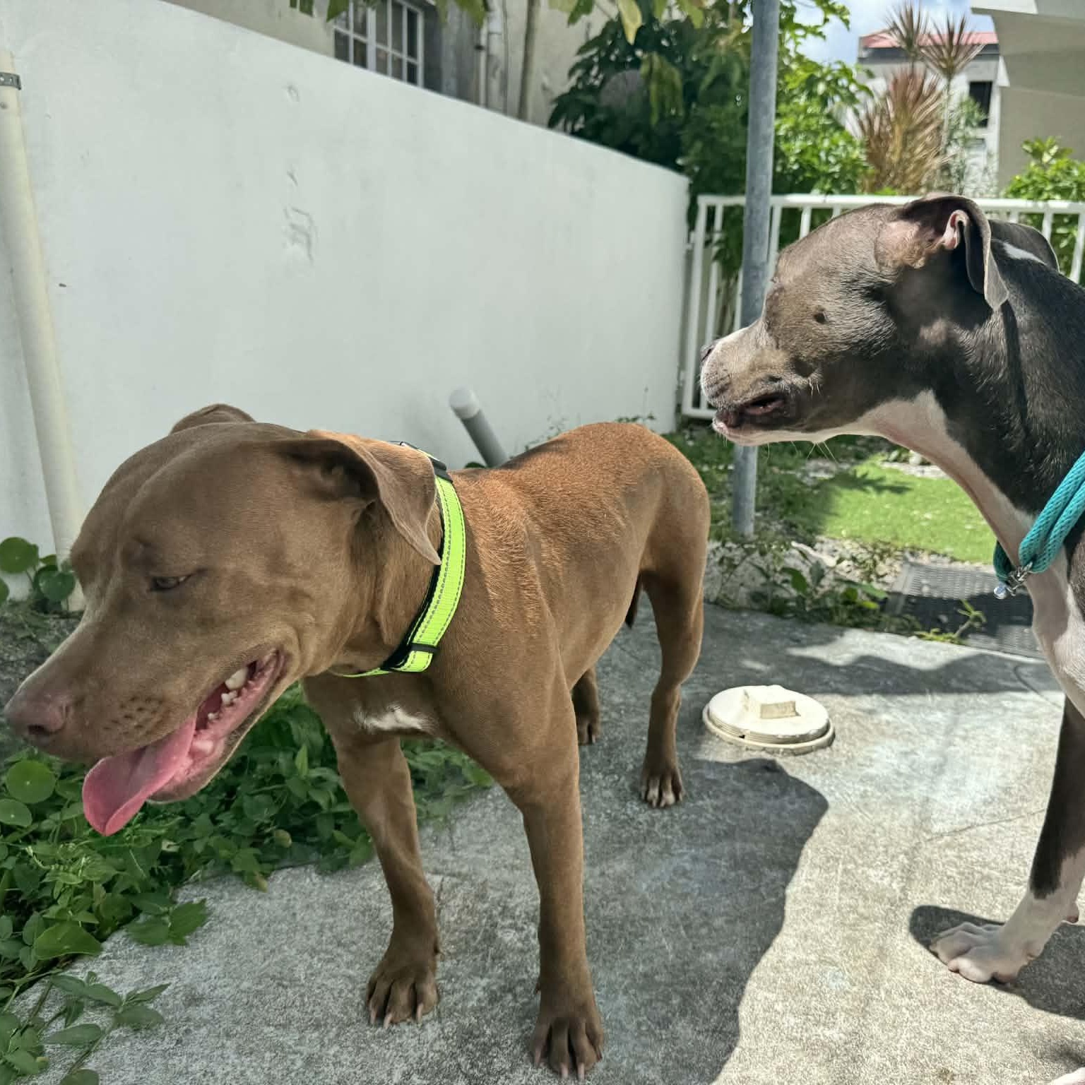 Enlarge Pumpkin, a ADOPTABLE American Bully in Thornhill, ON image 4/6