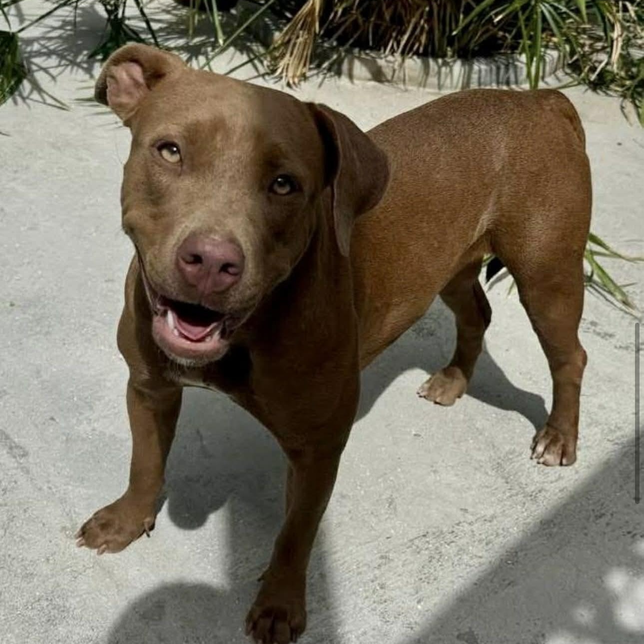 Enlarge Pumpkin, a ADOPTABLE American Bully in Thornhill, ON image 5/6