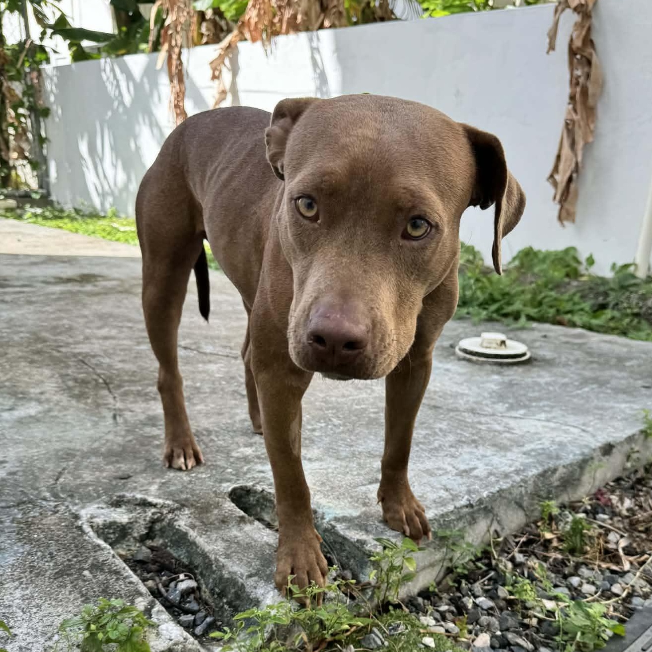 Enlarge Pumpkin, a ADOPTABLE American Bully in Thornhill, ON image 6/6