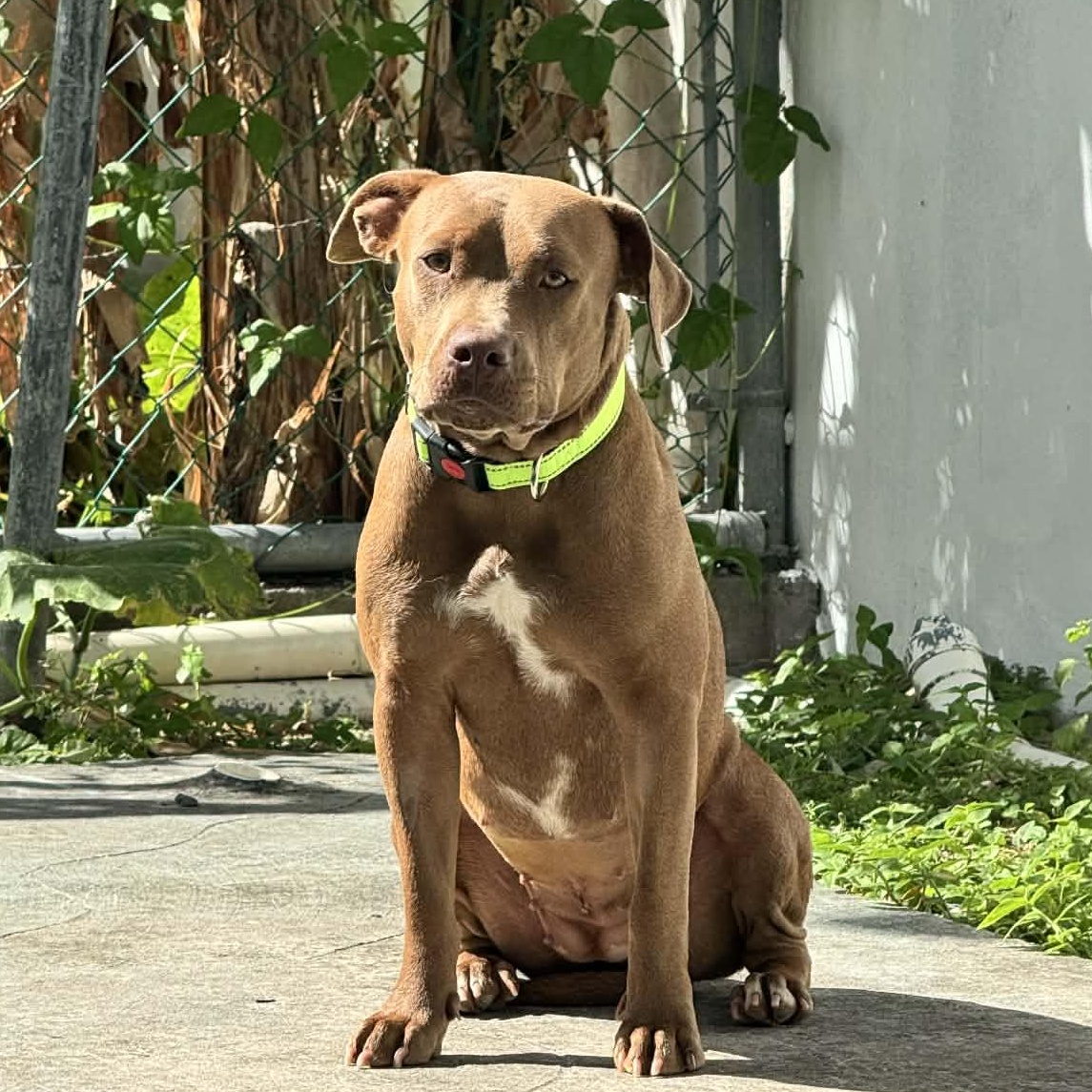 Pumpkin, ADOPTABLE, Adult Female American Bully.