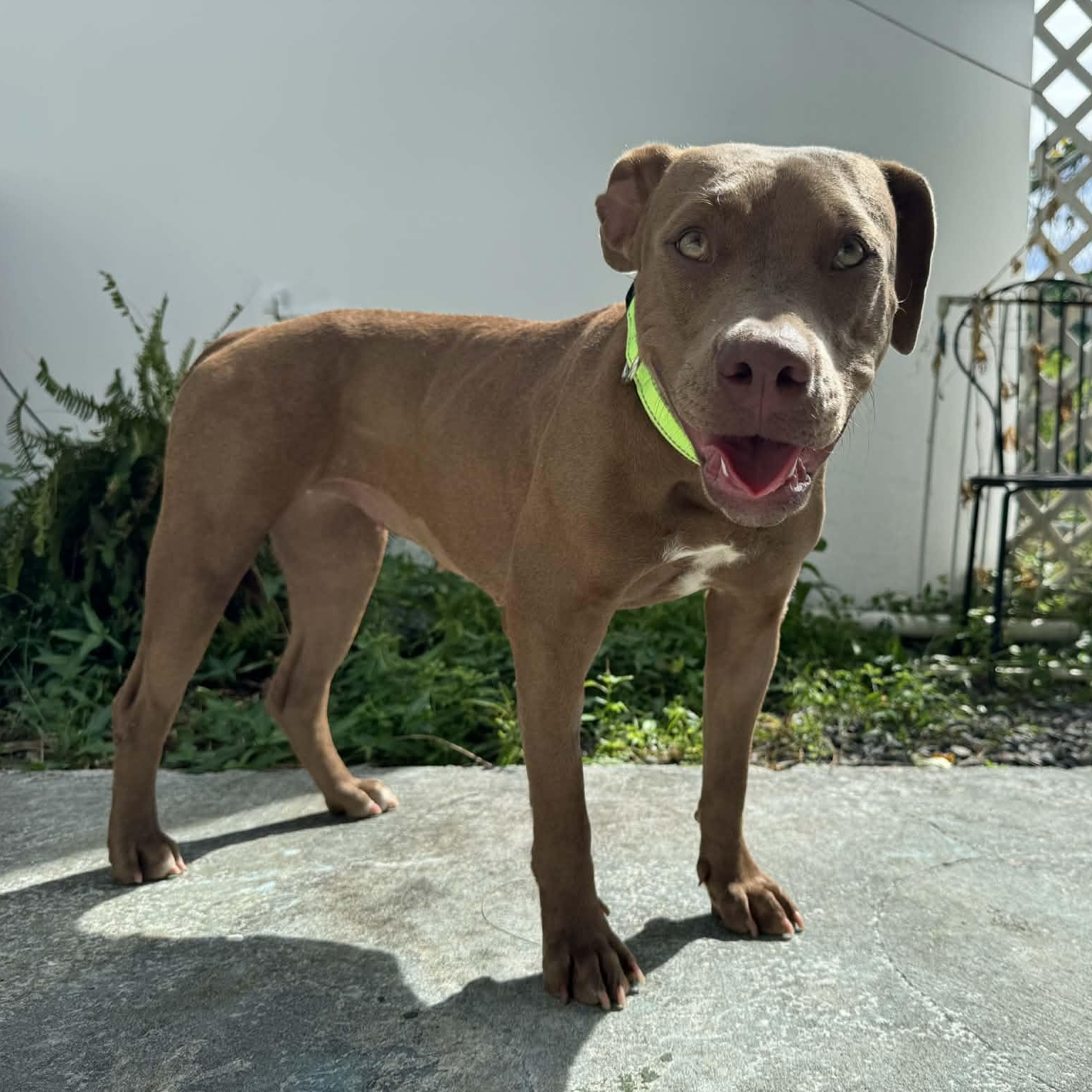 Enlarge Pumpkin, a ADOPTABLE American Bully in Thornhill, ON image 2/6