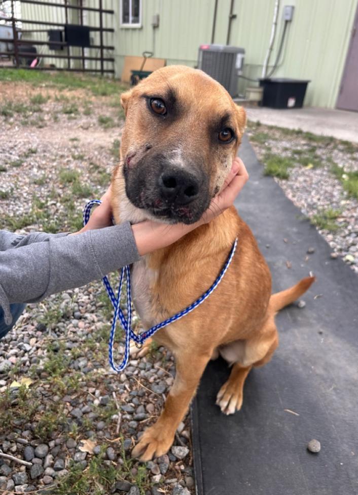 Darwin, Adoptable, Young Male Shepherd.