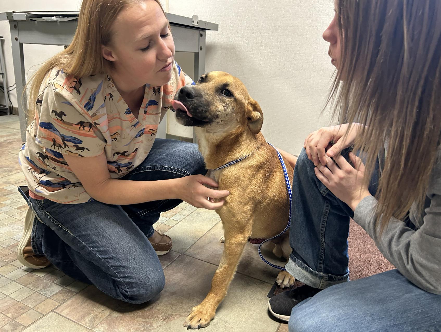 Enlarge Darwin, a Adoptable Shepherd in Riverton, WY image 2/2