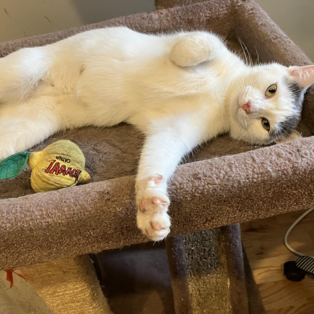 Enlarge Sugar, a Adoptable Domestic Short Hair in Washington, DC image 1/5