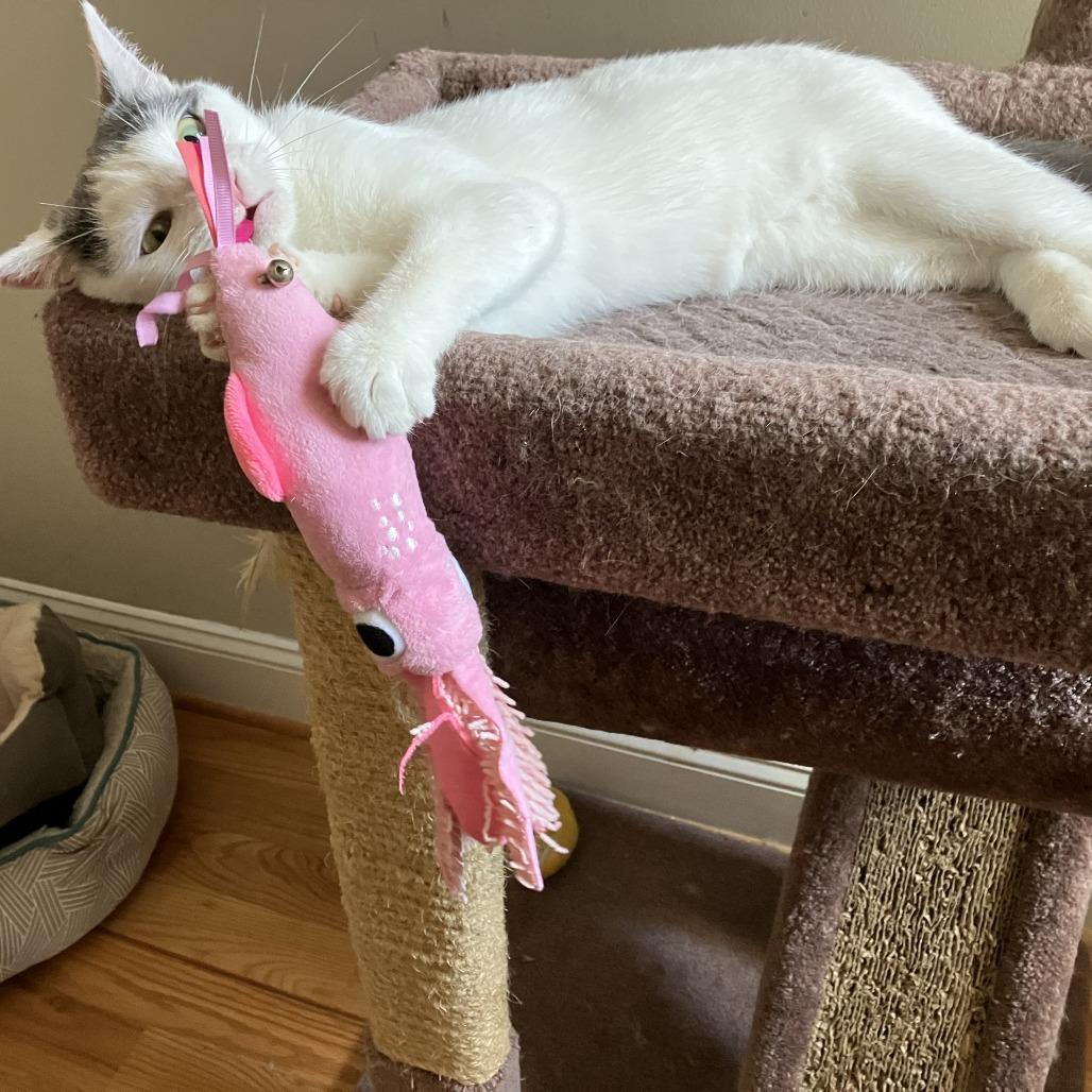 Enlarge Sugar, a Adoptable Domestic Short Hair in Washington, DC image 2/5