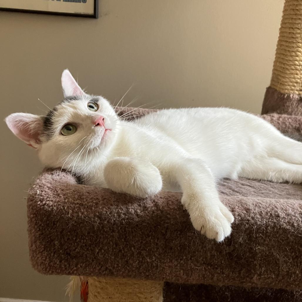 Enlarge Sugar, a Adoptable Domestic Short Hair in Washington, DC image 3/5